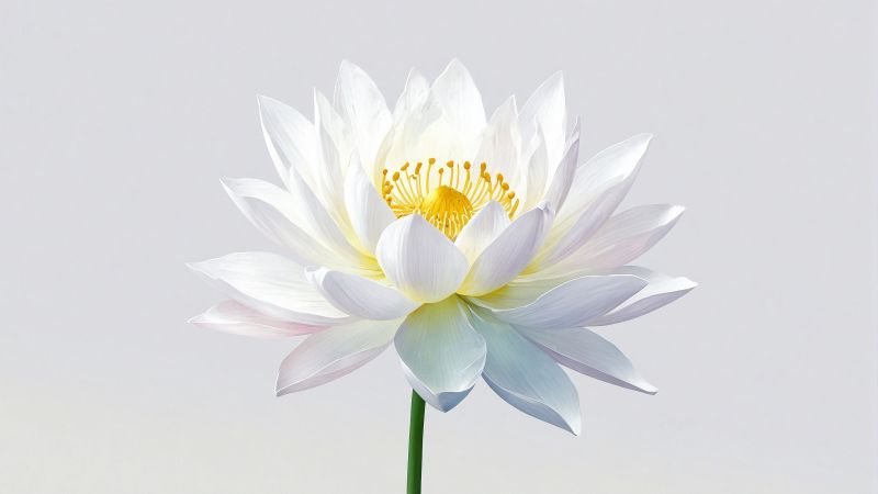 lotus wallpaper, aquatic plant, water lily, background for desktop wallpaper (horizontal)