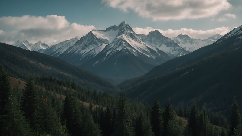 forest wallpaper, wilderness, nature, background for desktop wallpaper (horizontal)