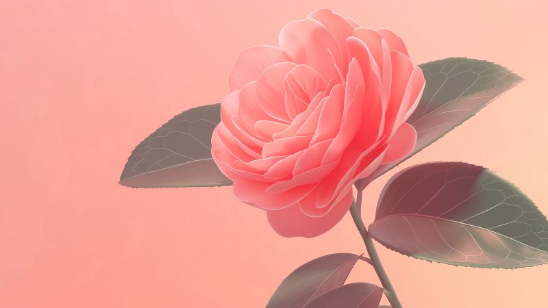 rose wallpaper, pink, camellia, background for desktop wallpaper (horizontal)