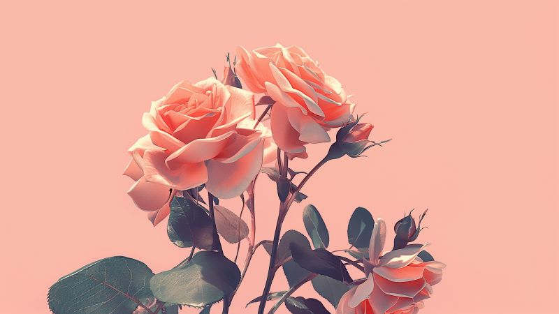 rose wallpaper, romantic, flower, background for desktop wallpaper (horizontal)