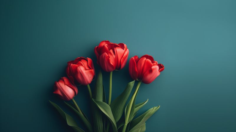 tulip wallpaper, flower, stem, background for desktop wallpaper (horizontal)