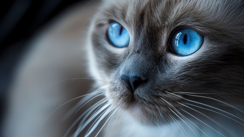 cat wallpaper, grey, eyes, background for desktop wallpaper (horizontal)
