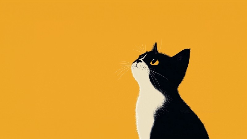 kitten wallpaper, cute, solid color background, background for desktop wallpaper (horizontal)