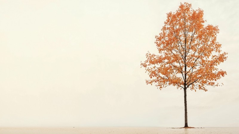 fall wallpaper, autumn, orange, background for desktop wallpaper (horizontal)