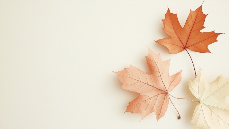 fall wallpaper, autumn, orange, background for desktop wallpaper (horizontal)