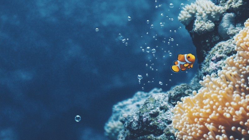 tropical fish wallpaper, coral reef, ocean habitat, background for desktop wallpaper (horizontal)