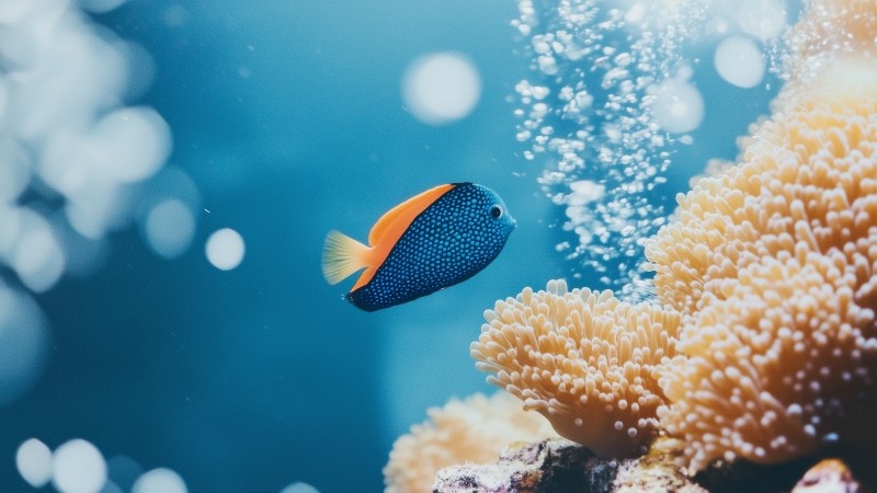 tropical fish wallpaper, underwater ecosystem, aquatic biodiversity, background for desktop wallpaper (horizontal)