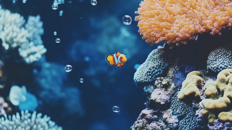 tropical fish wallpaper, vibrant corals, reef inhabitants, background for desktop wallpaper (horizontal)