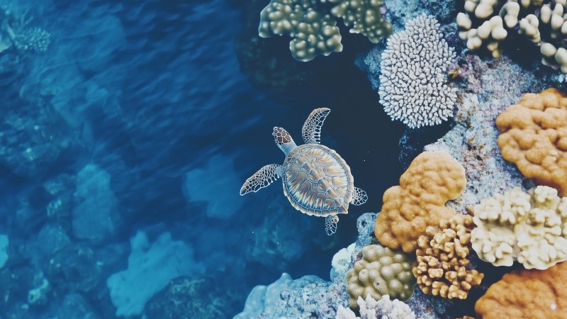sea turtle wallpaper, underwater world, aquatic life, background for desktop wallpaper (horizontal)
