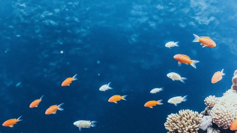 tropical fish wallpaper, coral reef, ocean habitat, background for desktop wallpaper (horizontal)