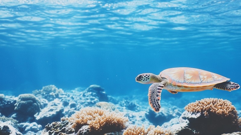 sea turtle wallpaper, underwater life, sea creatures, background for desktop wallpaper (horizontal)