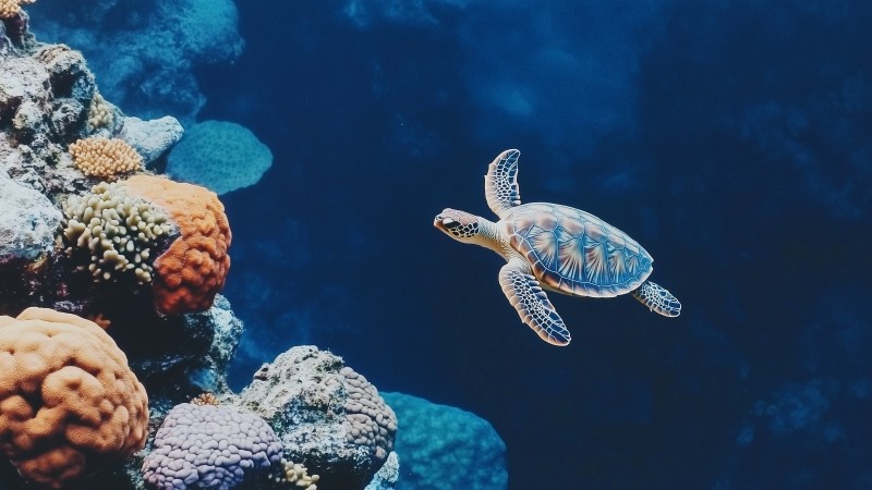 sea turtle wallpaper, underwater world, ocean habitat, background for desktop wallpaper (horizontal)