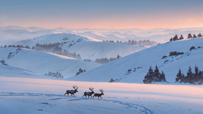 xmas wallpaper, landscape, winter wonderland, background for desktop wallpaper (horizontal)