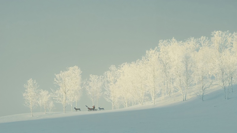 christmas reindeers wallpaper, snowy, winter wonderland scene, background for desktop wallpaper (horizontal)