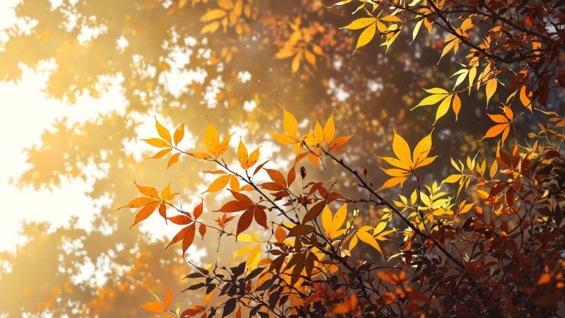 autumn scenery wallpaper, seasonal change, scenic landscapes, background for desktop wallpaper (horizontal)