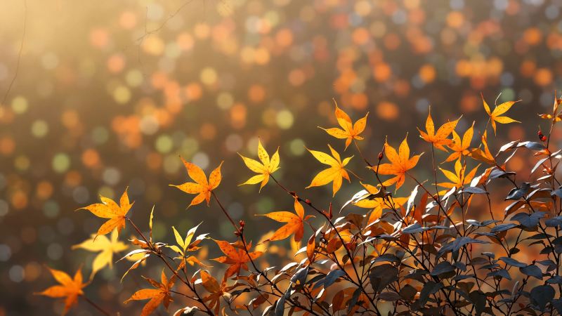 seasonal colors wallpaper, outdoor photography, picturesque landscapes, background for desktop wallpaper (horizontal)