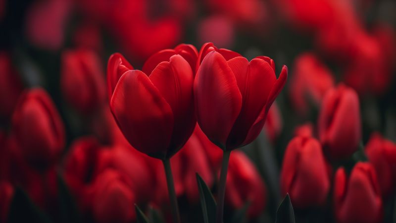 tulips wallpaper, vibrant blooms, love celebration, background for desktop wallpaper (horizontal)