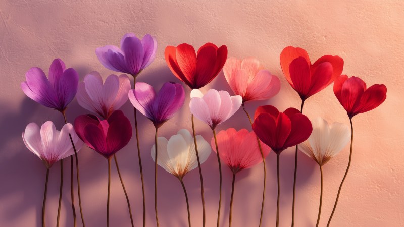 intimate setting wallpaper, floral arrangement, affection, background for desktop wallpaper (horizontal)