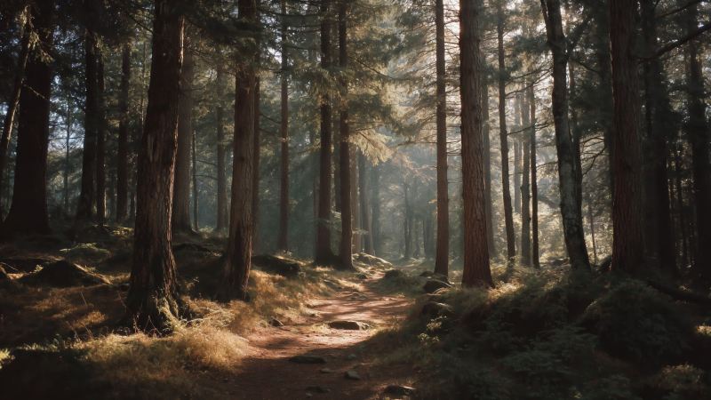 peaceful retreat wallpaper, wild forest, sunlight filtering, background for desktop wallpaper (horizontal)