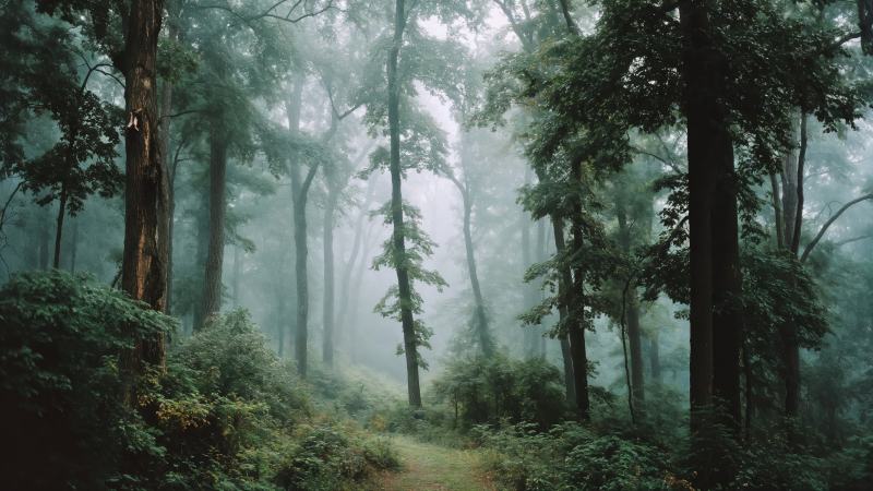 wild forest wallpaper, mossy, natural landscape, background for desktop wallpaper (horizontal)