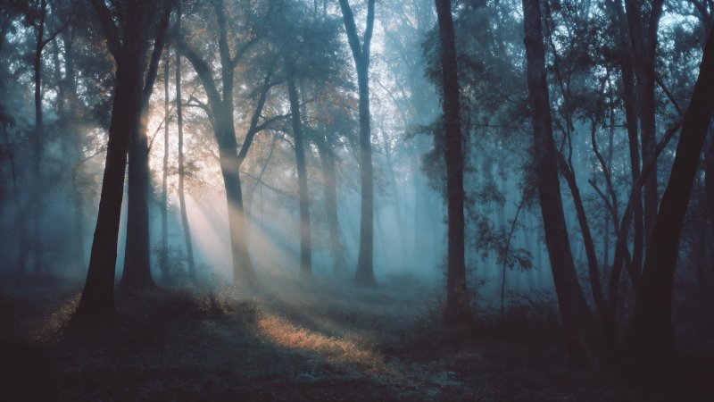 forest path wallpaper, woodsy, nature walk, background for desktop wallpaper (horizontal)