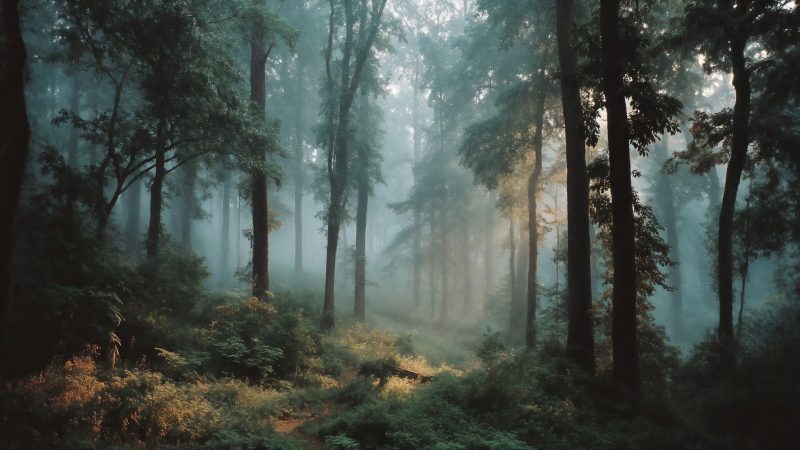 deep forest wallpaper, dense foliage, pathway, background for desktop wallpaper (horizontal)