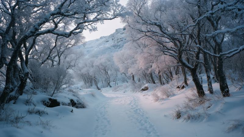 foggy trees wallpaper, surreal, soft light, background for desktop wallpaper (horizontal)