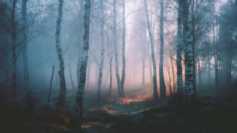 enchanted trees wallpaper, surreal, winter forest, background for desktop wallpaper (horizontal)