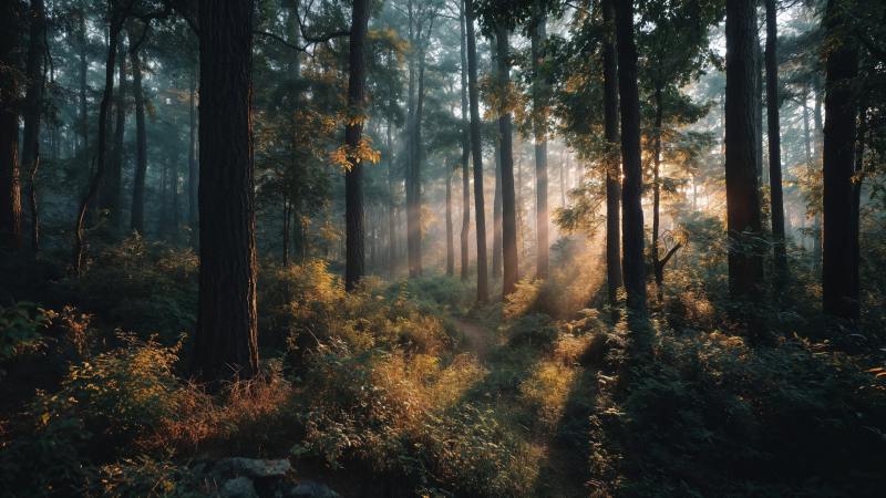 cozy atmosphere wallpaper, autumn forest, peaceful landscape, background for desktop wallpaper (horizontal)