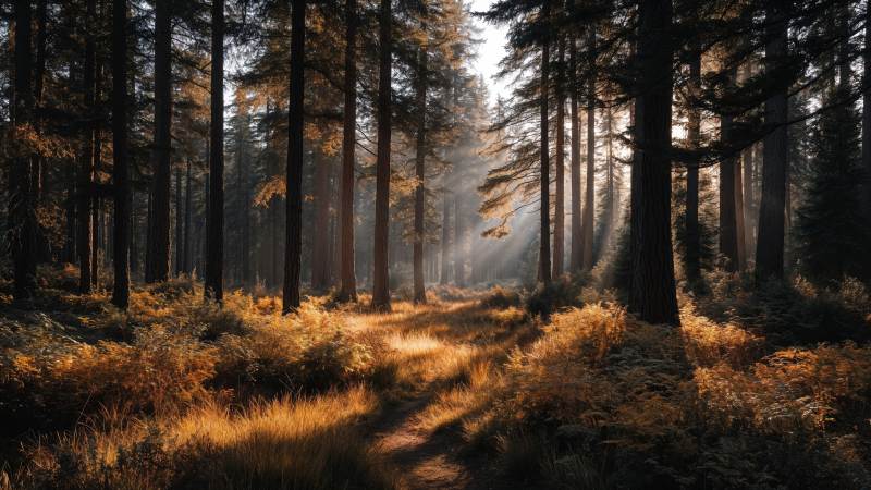 rustic beauty wallpaper, sunlight forest, cozy atmosphere, background for desktop wallpaper (horizontal)