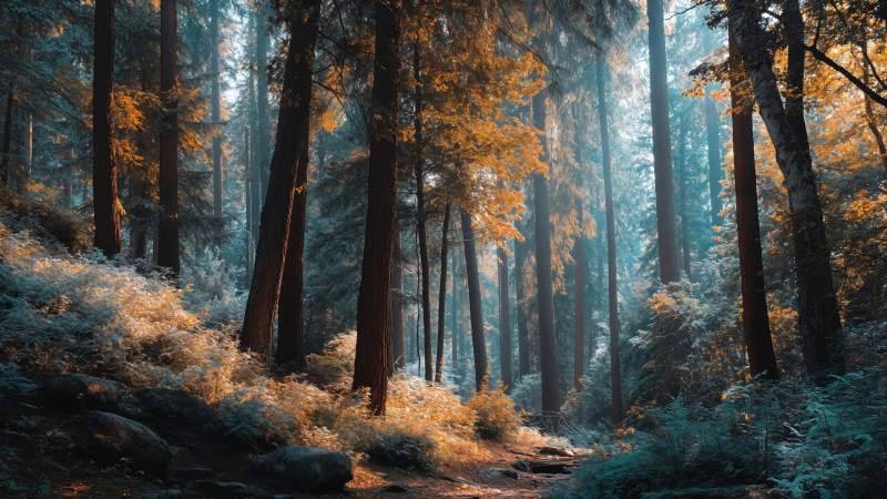 soft glow wallpaper, rustic beauty, cozy atmosphere, background for desktop wallpaper (horizontal)