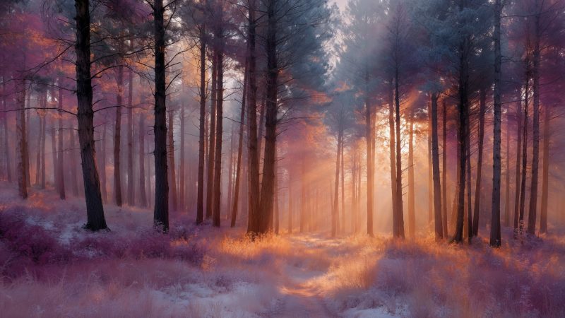 deep woods wallpaper, golden color, magical landscape, background for desktop wallpaper (horizontal)