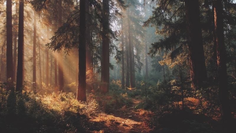 sunlight streaming wallpaper, deep woods, god rays, background for desktop wallpaper (horizontal)