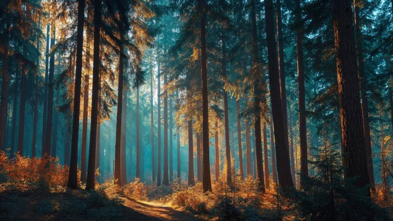 god rays wallpaper, forest landscape, deep woods, background for desktop wallpaper (horizontal)