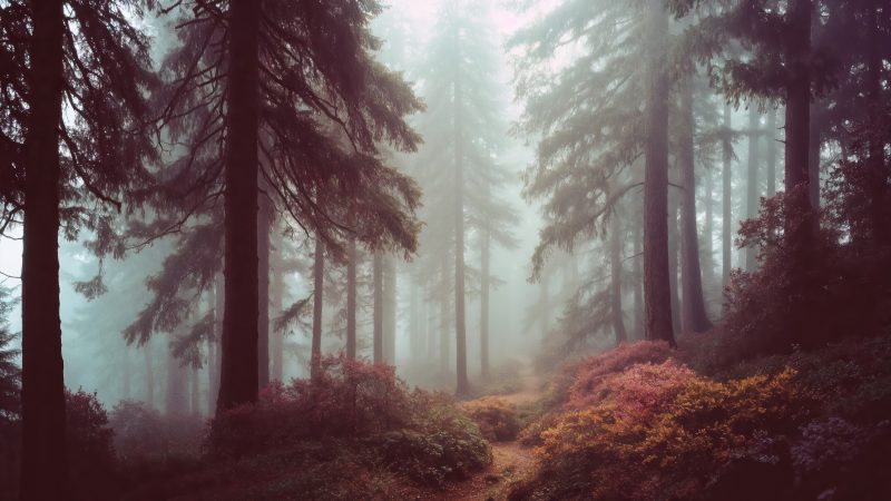 enchantment wallpaper, whimsical trees, enchanted landscape, background for desktop wallpaper