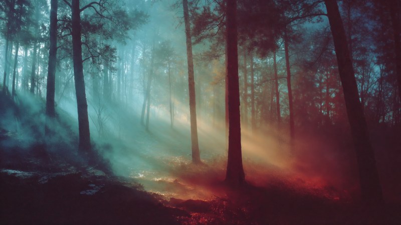 magical woods wallpaper, tranquil grove, soft light, background for desktop wallpaper