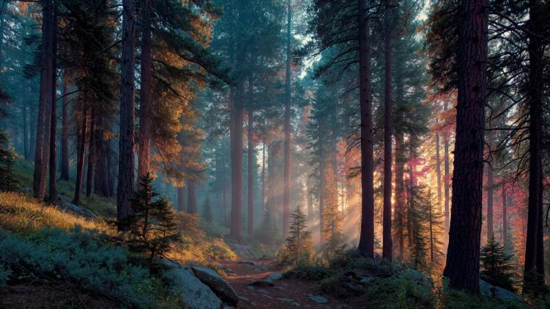 enchantment wallpaper, ethereal vibe, nature escape, background for desktop wallpaper