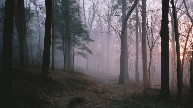 nature magic wallpaper, peaceful path, hazy sunlight, background for desktop wallpaper