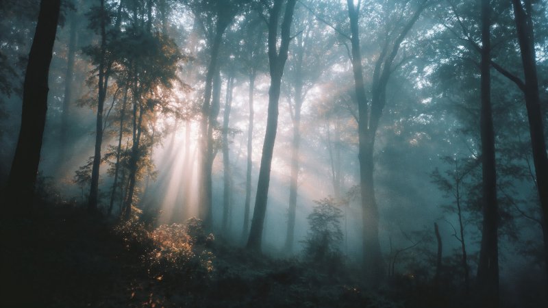 sun rays wallpaper, nature wonderland, tranquil grove, background for desktop wallpaper