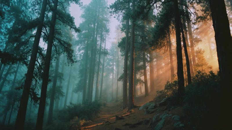 sunlight beams wallpaper, fairy tale, nature fantasy, background for desktop wallpaper