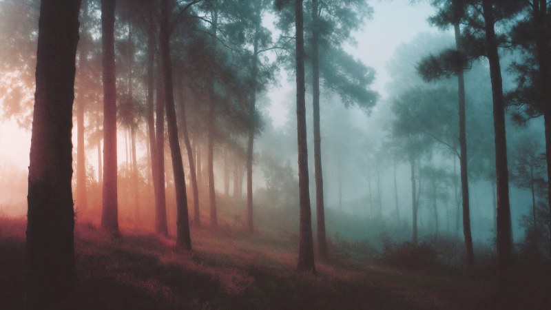 tranquil scene wallpaper, fairy tale, fantasy forest, background for desktop wallpaper