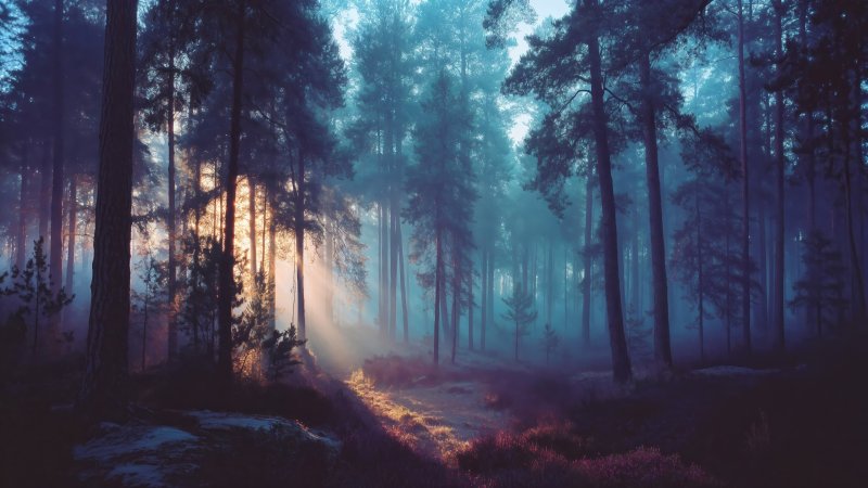 mystical grove wallpaper, fairy tale forest, soft lighting, background for desktop wallpaper