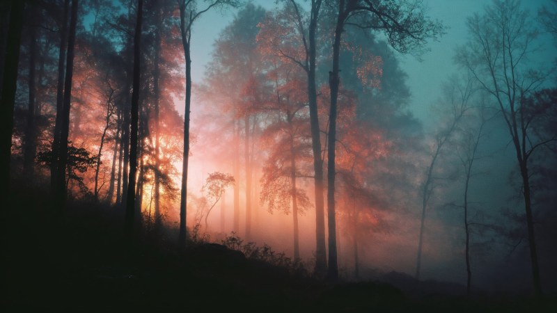 whimsical landscape wallpaper, tranquil grove, magical woods, background for desktop wallpaper