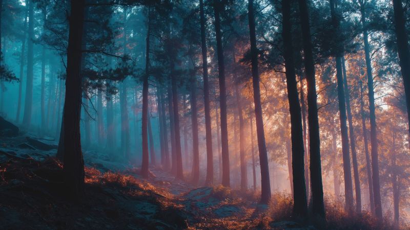 natural wonder wallpaper, mystical grove, nature wonderland, background for desktop wallpaper