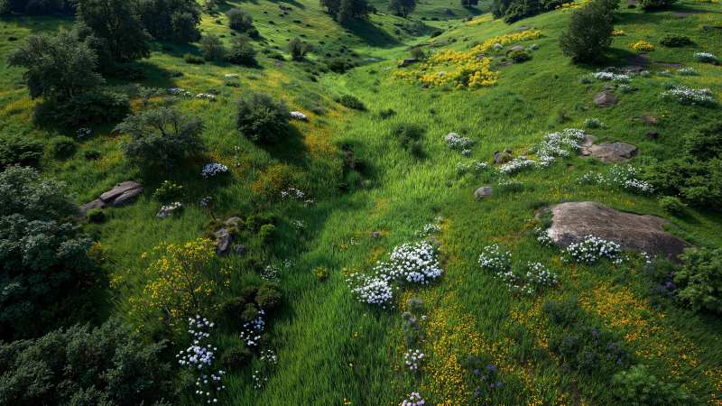 early blooms wallpaper, green growth, sunny, background for desktop wallpaper