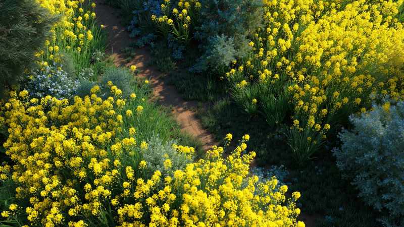 sunny days wallpaper, wildflowers, flower season, background for desktop wallpaper