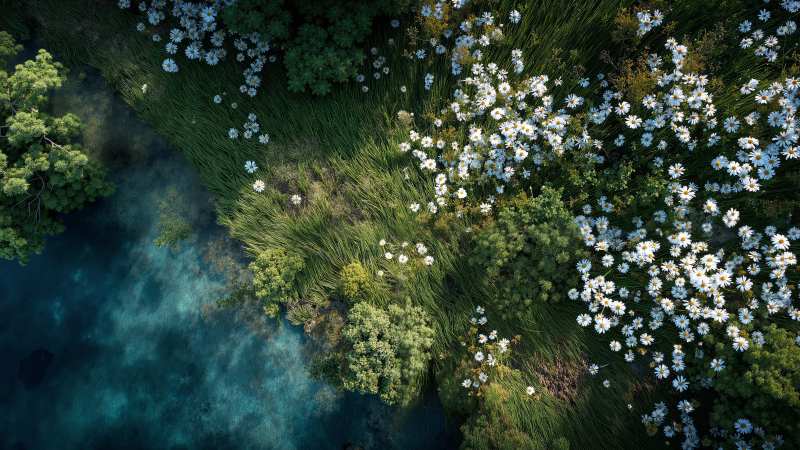 seasonal flowers wallpaper, fresh blooms, wildflower bloom, background for desktop wallpaper