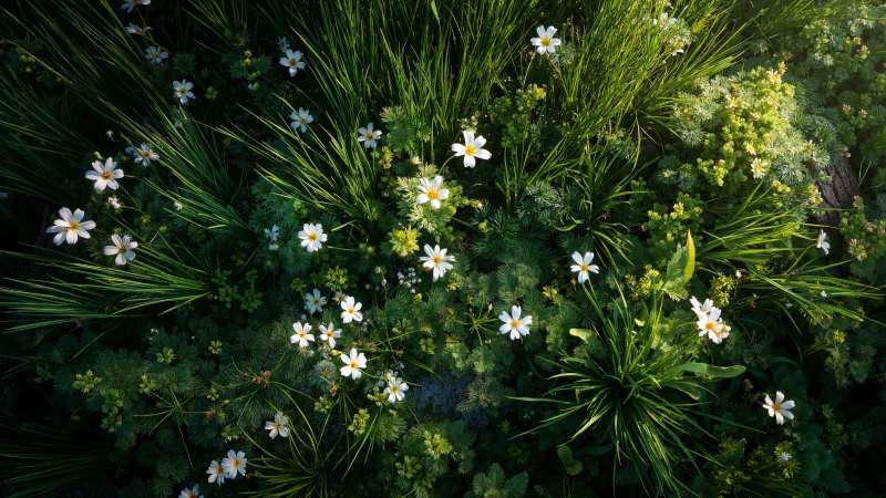 floral close-up wallpaper, fresh blooms, spring beauty, background for desktop wallpaper