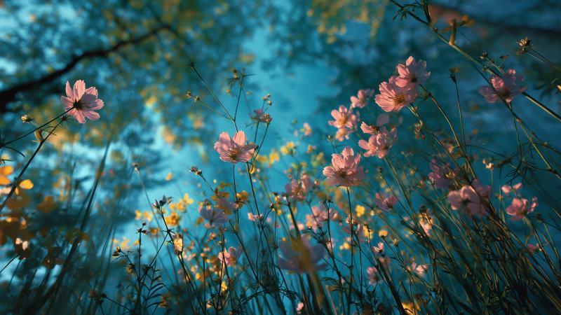 floral landscapes wallpaper, wildflower meadow, flower close-up, background for desktop wallpaper