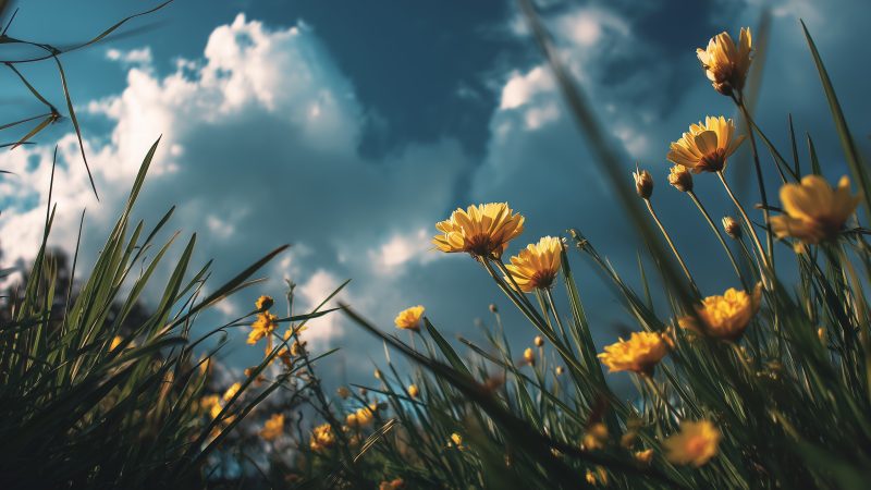 blossoming trees wallpaper, nature awakening, floral bloom, background for desktop wallpaper